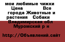 мои любимые чижки › Цена ­ 15 000 - Все города Животные и растения » Собаки   . Владимирская обл.,Муромский р-н